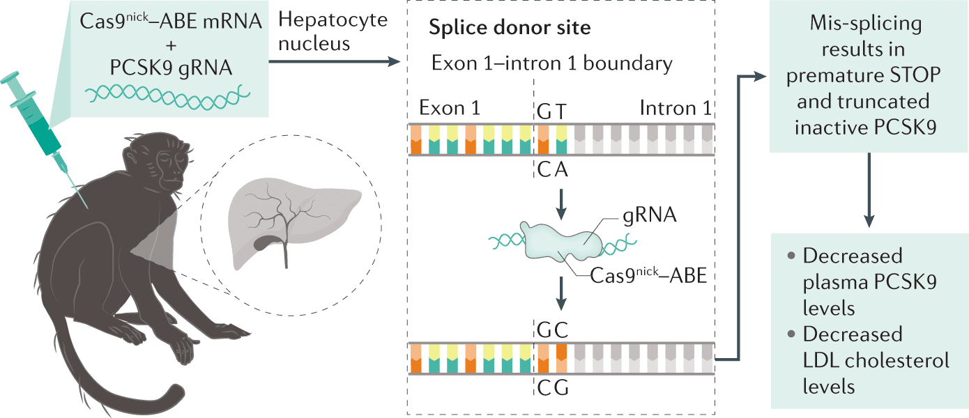 Figure from: In vivo CRISPR base editing of PCSK9 durably lowers cholesterol in primates