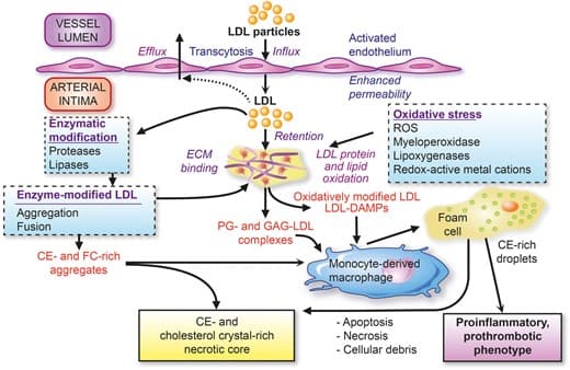 Figure from: Low-density lipoproteins cause atherosclerotic cardiovascular disease: pathophysiological, genetic, and therapeutic insights